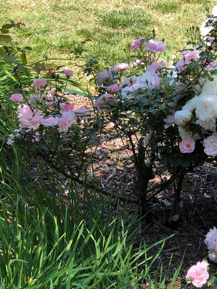1504 Pecore Place Raleigh, NC 27615 - Photo 25 of 25 landscaping