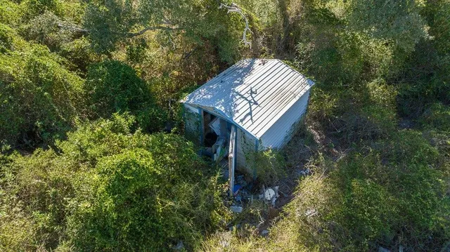 a view of a forest with a tree