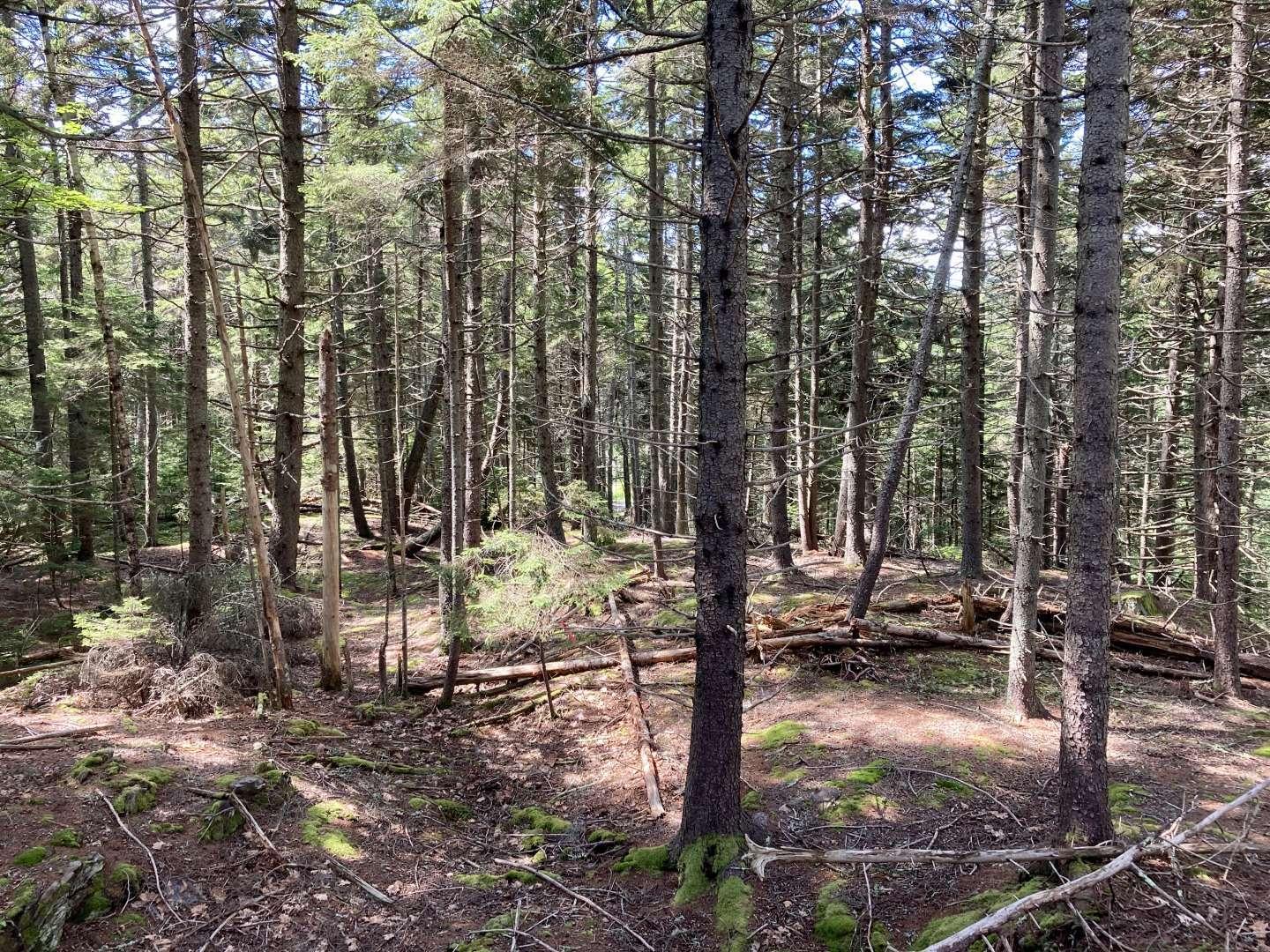 0 Wadsworth Point Road Friendship, ME 04547 - Photo 11 of 19 Li.11