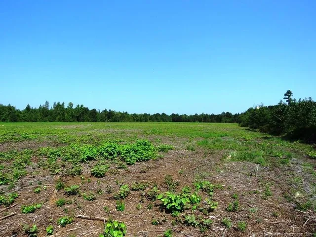 a view of a lush green field