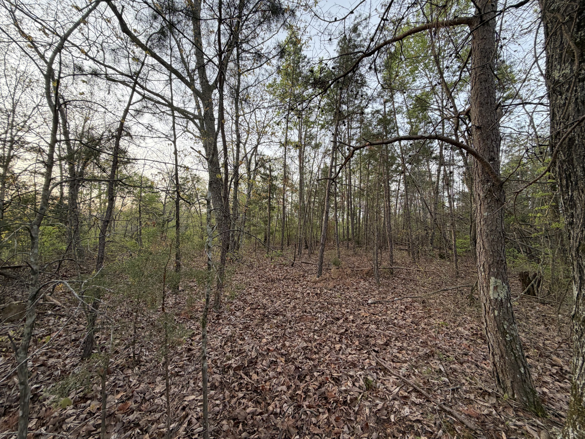 0 Salem Road Centerville, TN 37033 - Photo 1 of 7 Gallery Image 1