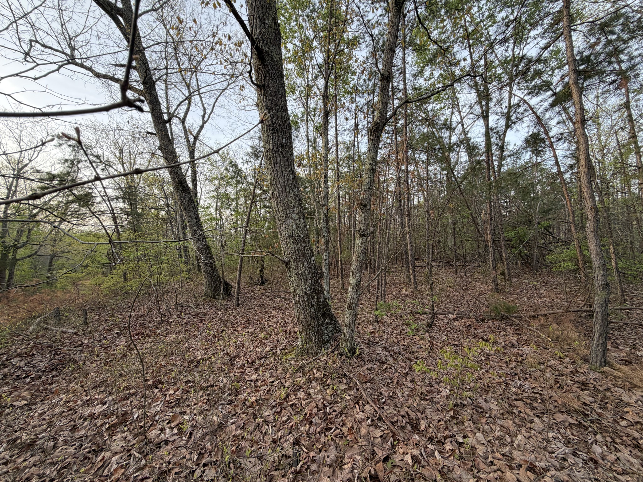 0 Salem Road Centerville, TN 37033 - Photo 2 of 7 Gallery Image 2