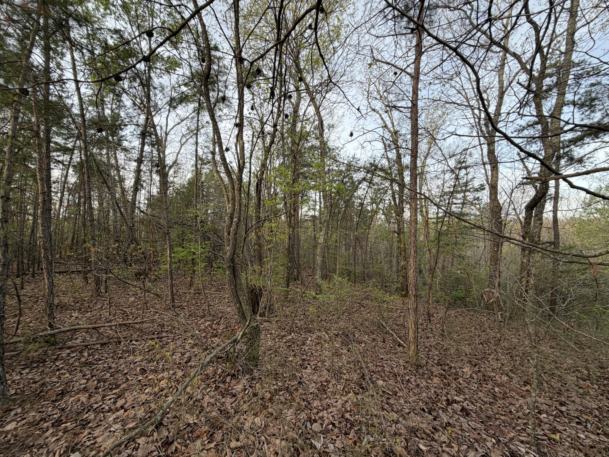 0 Salem Road Centerville, TN 37033 - Photo 7 of 7 Gallery Image 7