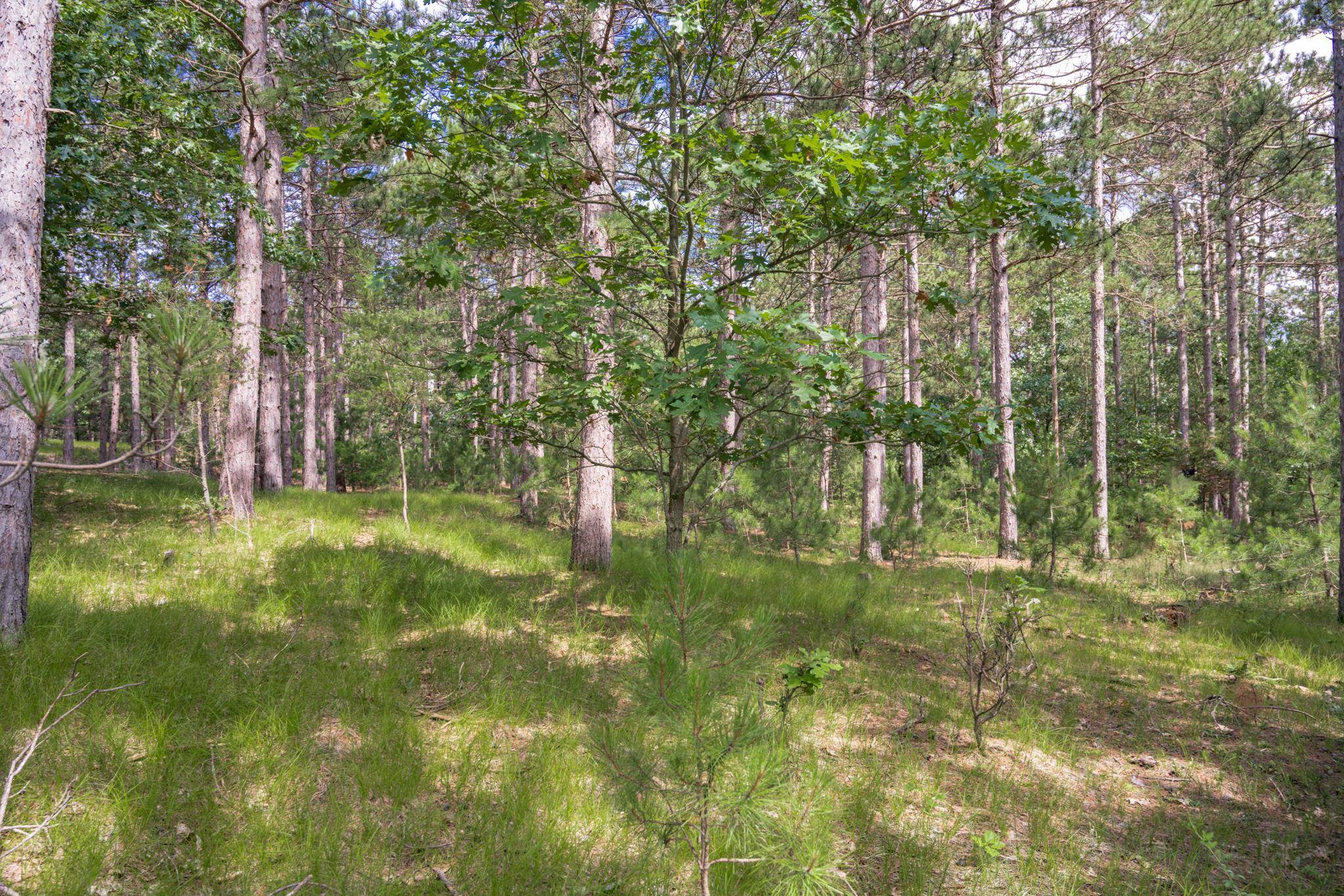 Lot 23 Dover Friendship, WI 53934 - Photo 8 of 15