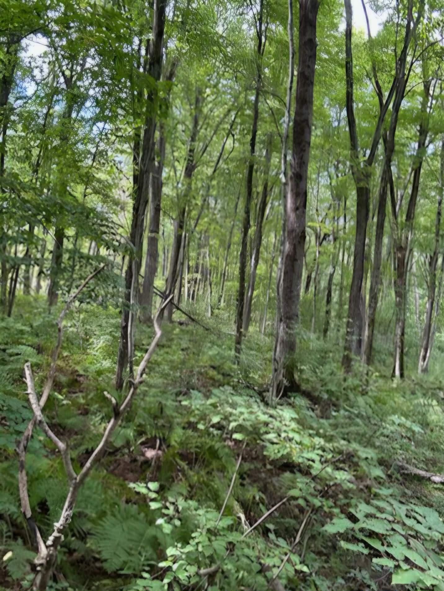 39.94-acres County Rd V Pittsville, WI 54466 - Photo 3 of 17