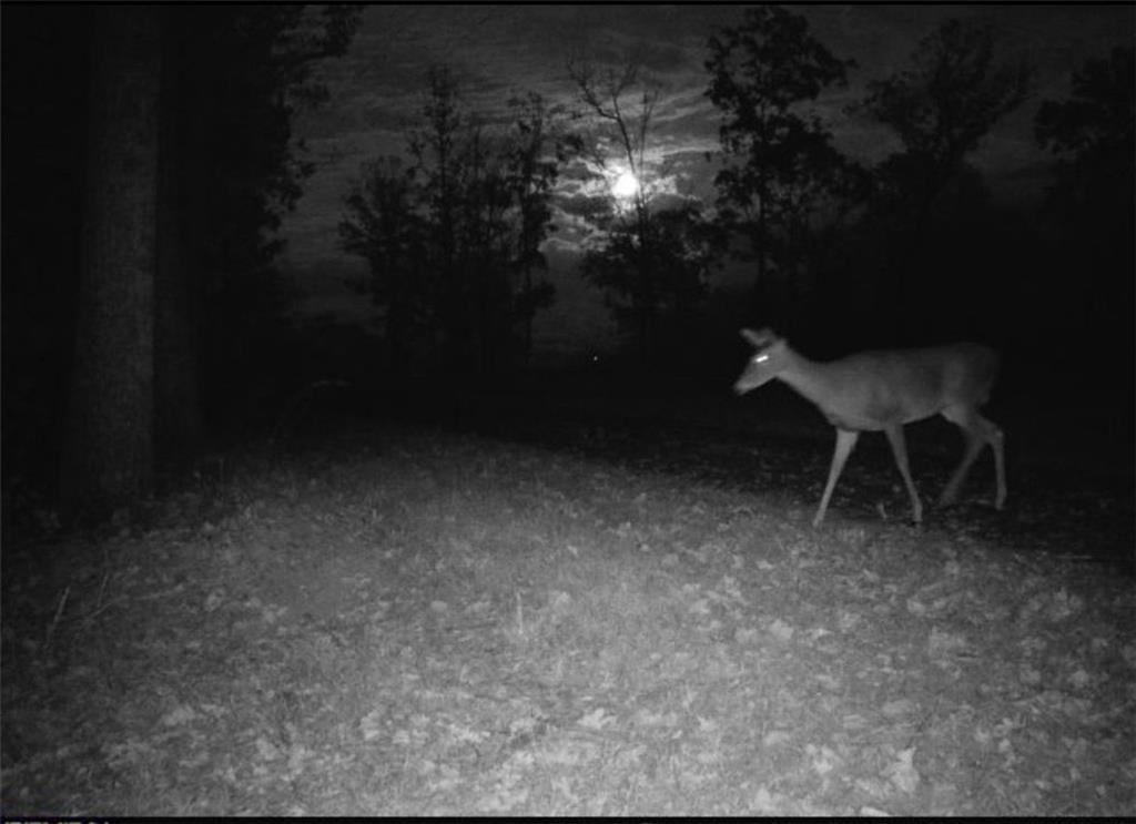 2308 Rackley Road Ellijay, GA 30536 - Photo 12 of 16