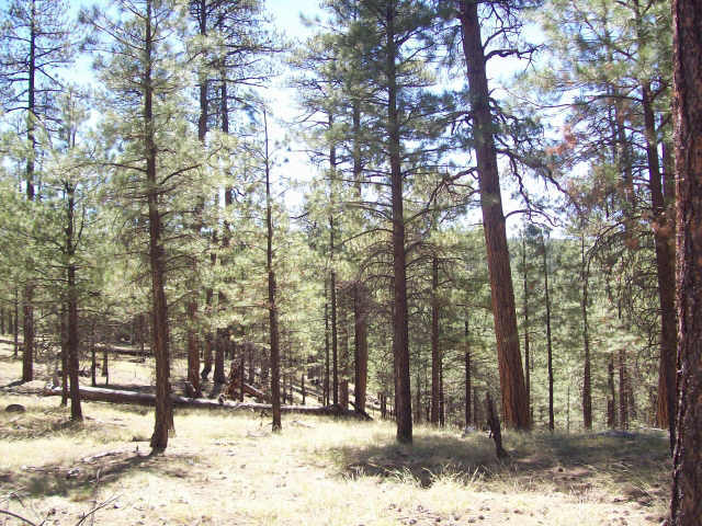3 1c Coconino Forest Road, Unit PRT1C Payson, AZ 85541 - Photo 1 of 6 Primary Photo