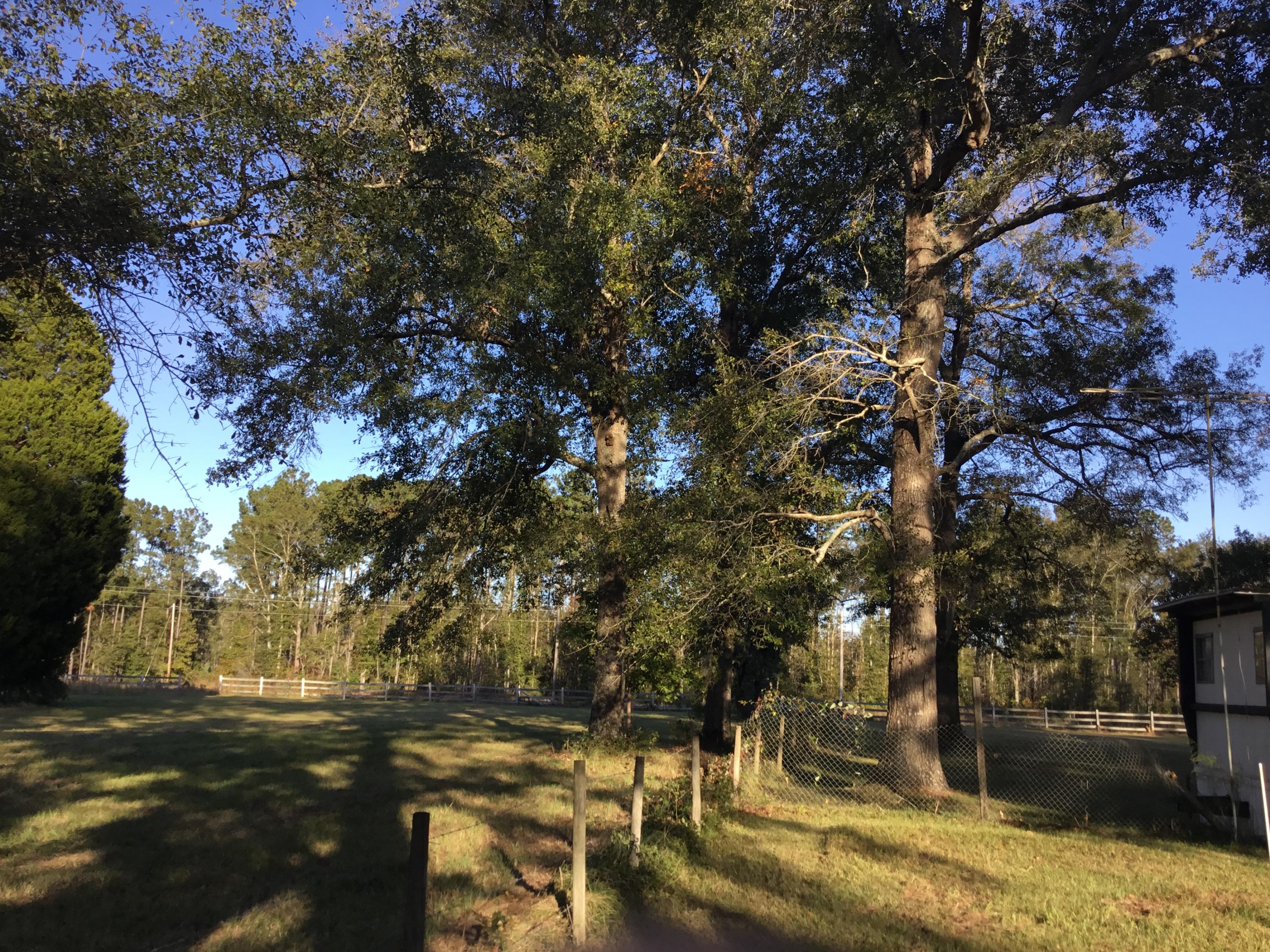 4497 Mt Carmel Road Walterboro, SC 29488 - Photo 24 of 55 IMG_1019