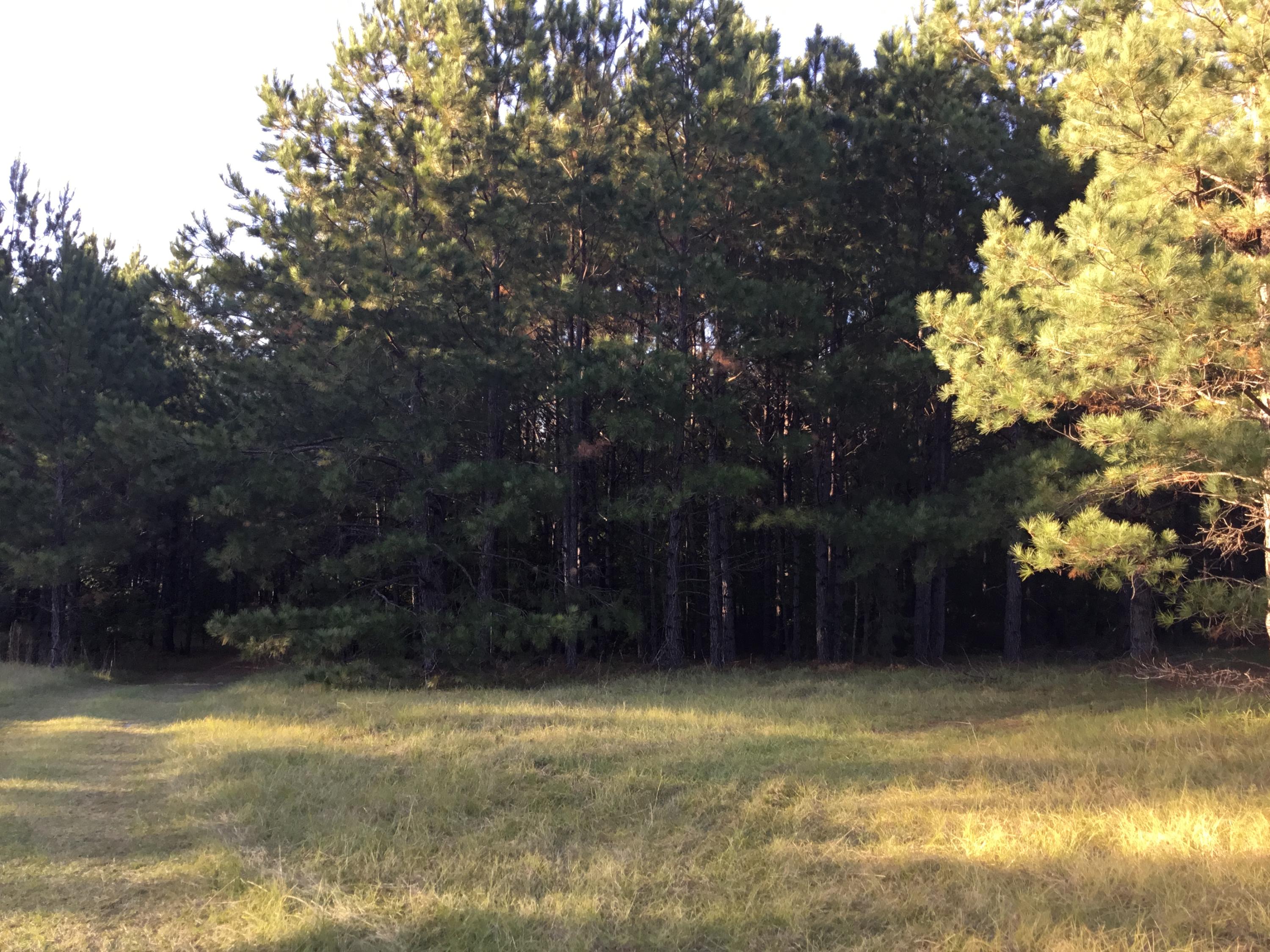 4497 Mt Carmel Road Walterboro, SC 29488 - Photo 39 of 55 IMG_1078