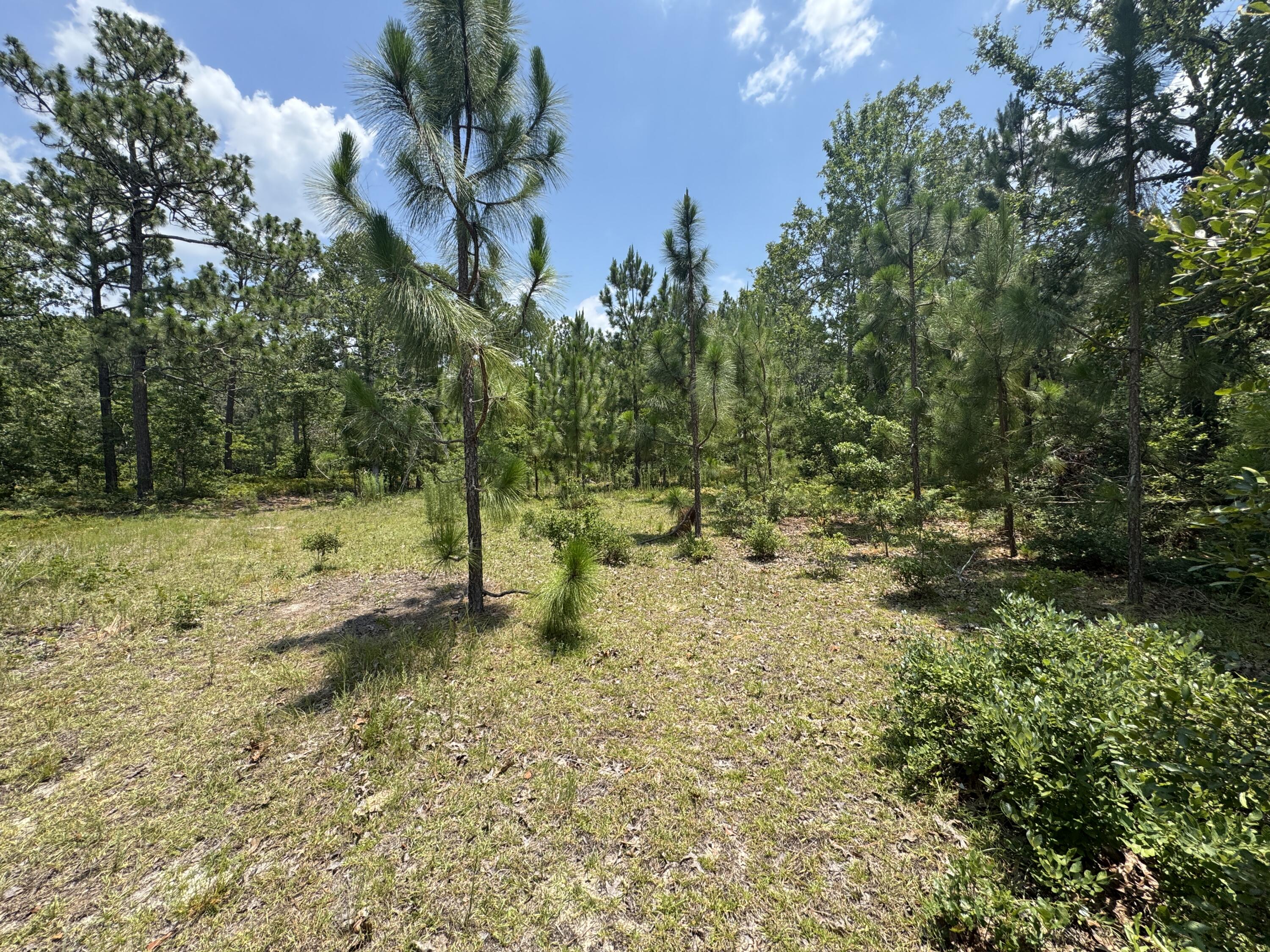 174 Hard Luck Lane Windsor, SC 29856 - Photo 16 of 27