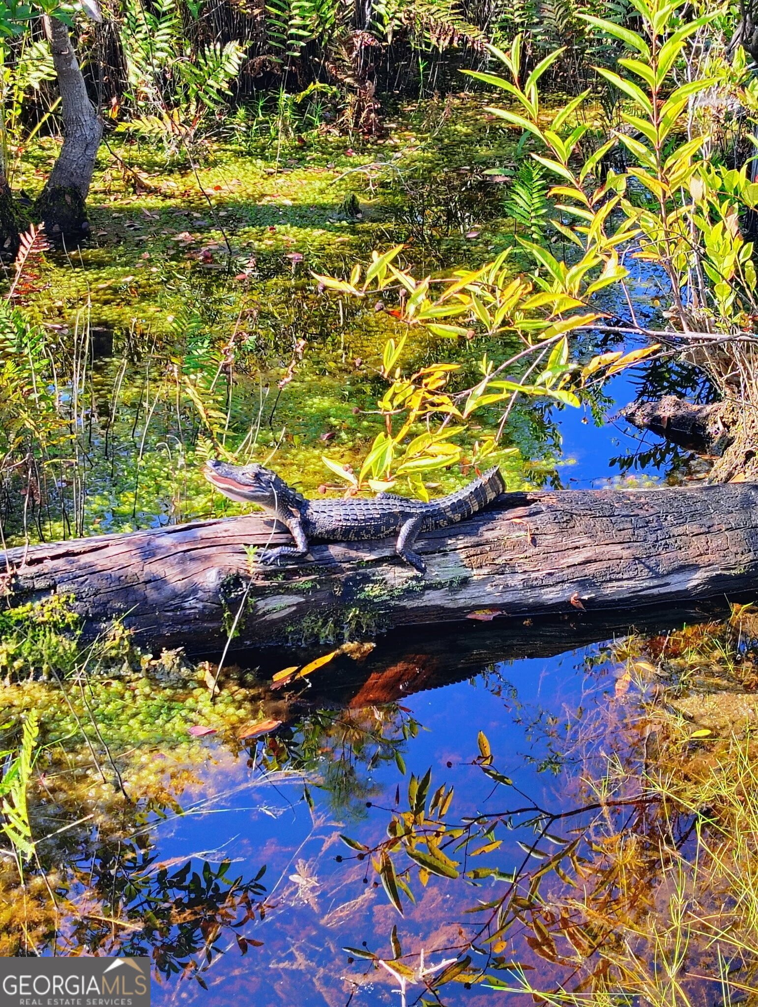 729 Highway 441 Fargo, GA 31631 - Photo 26 of 26 a view of an outdoor space