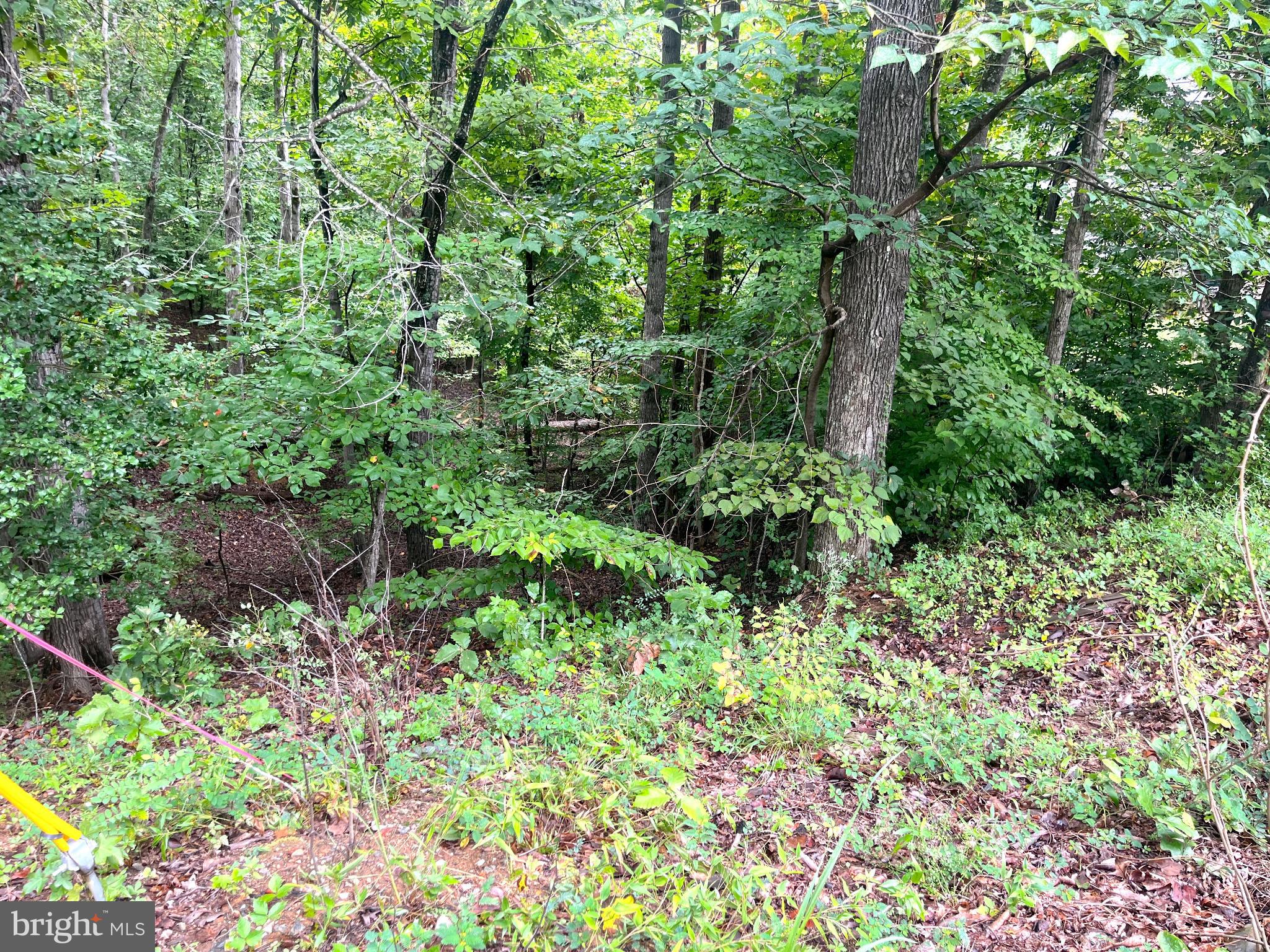 202 Sail Cove Stafford, VA 22554 - Photo 4 of 10 a plant view in yard