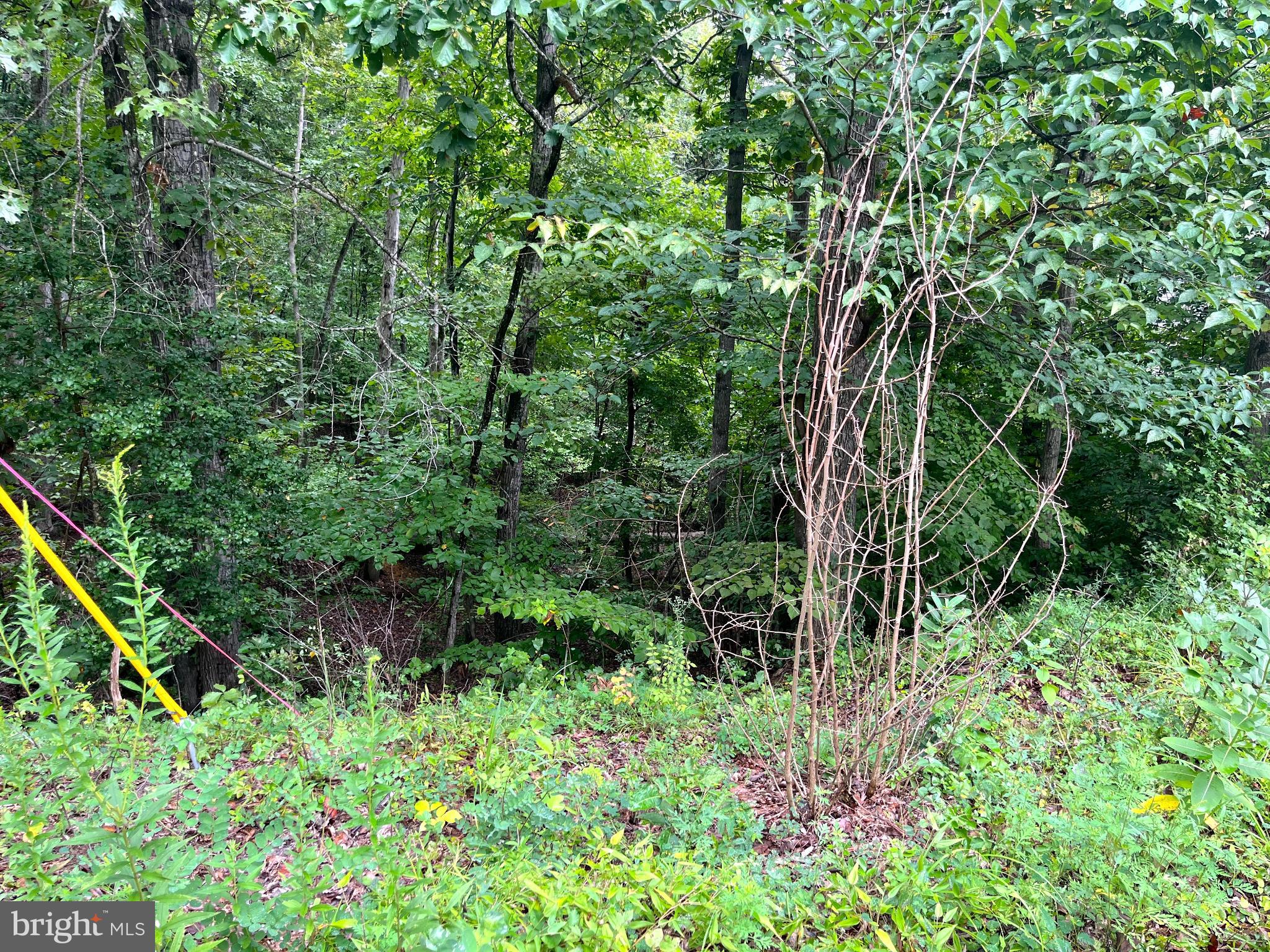 202 Sail Cove Stafford, VA 22554 - Photo 6 of 10 a plant view