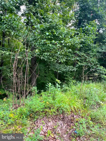 a view of bushes and trees