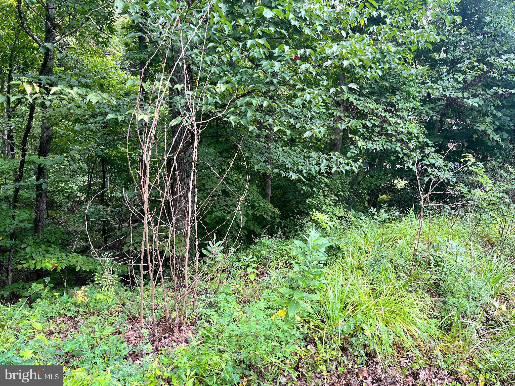 202 Sail Cove Stafford, VA 22554 - Photo 8 of 10 a backyard of a house with lots of green space