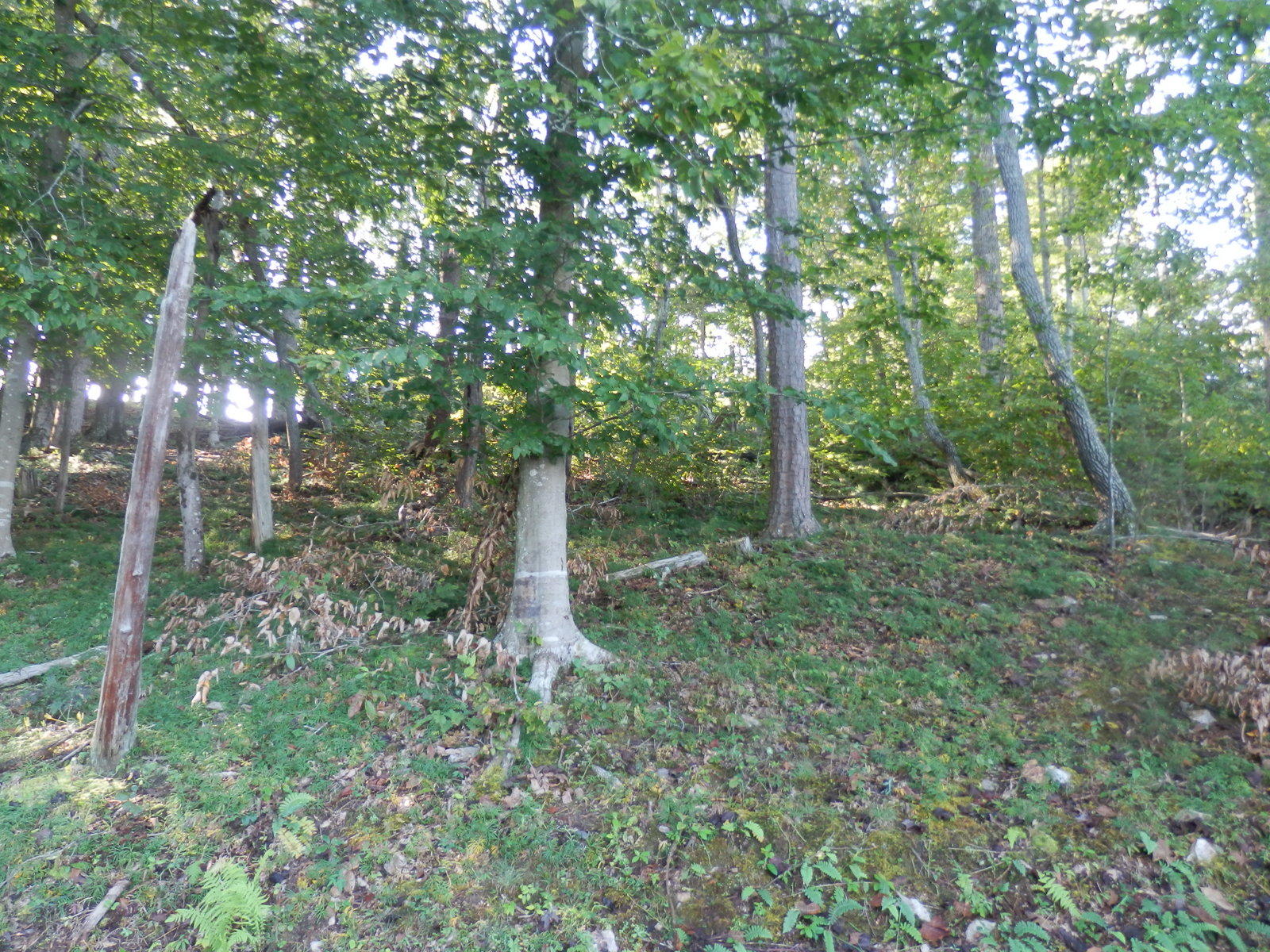 Lot 12 Old Point Road Moneta, VA 24121 - Photo 7 of 15 Large hardwoods on property