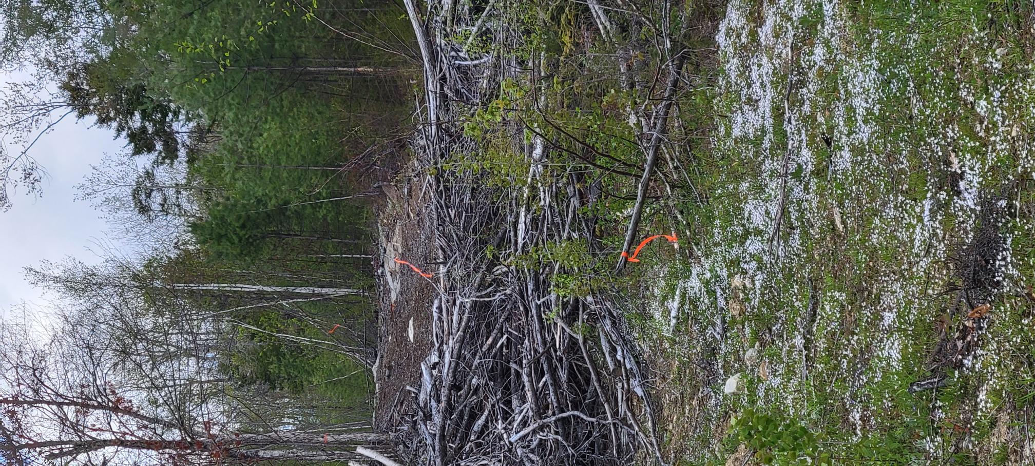 Lot 11 Swift River Road Byron, ME 04275 - Photo 65 of 72 Slash pile along woods road