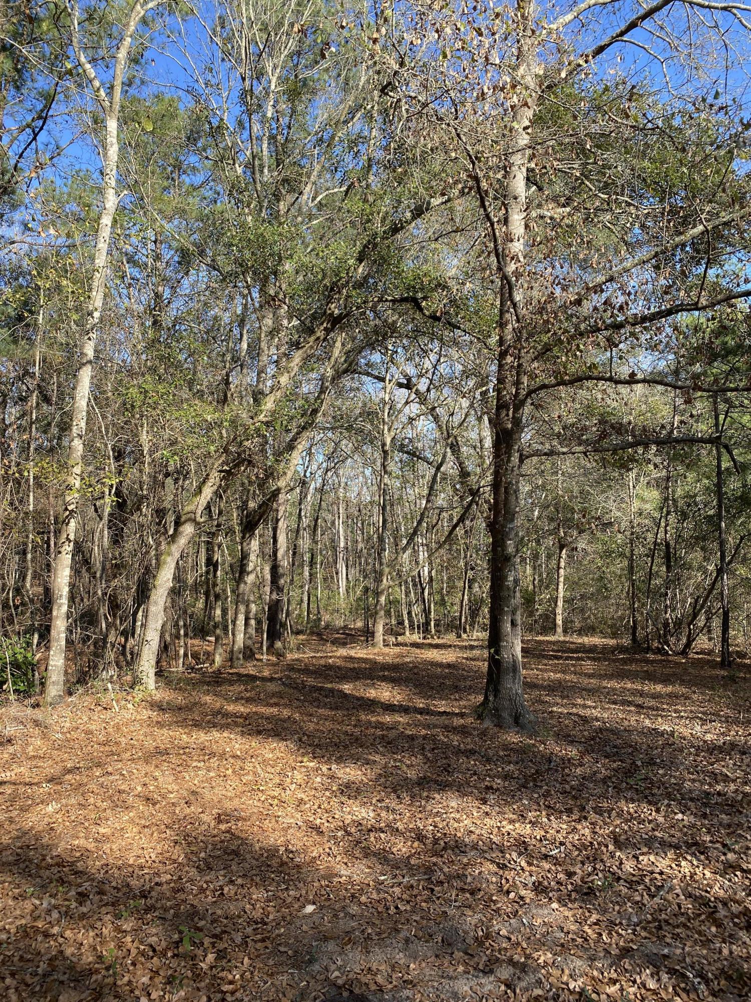 0 Power House Road, Unit LOT 1 Moncks Corner, SC 29461 - Photo 12 of 17 Photo - 6