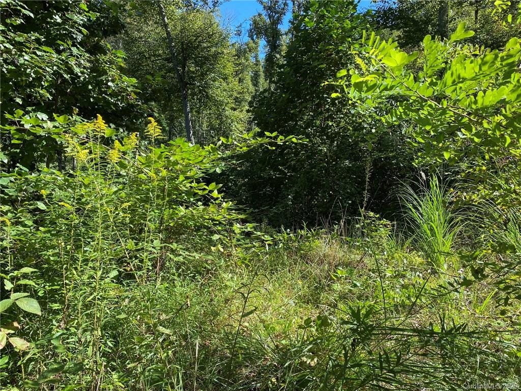 Tbd East Fork Road Marshall, NC 28753 - Photo 8 of 26 Gallery Image 8