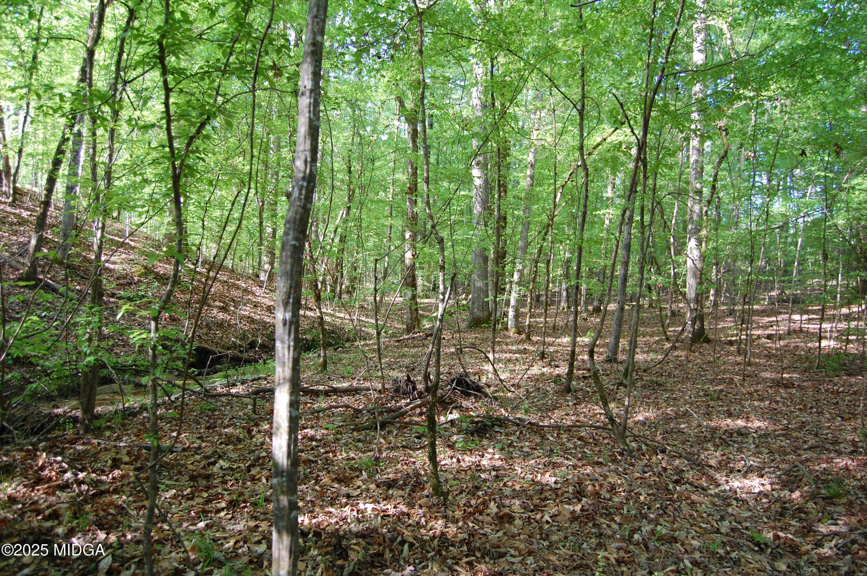 0 Watson Road Forsyth, GA 31029 - Photo 17 of 19 a view of forest