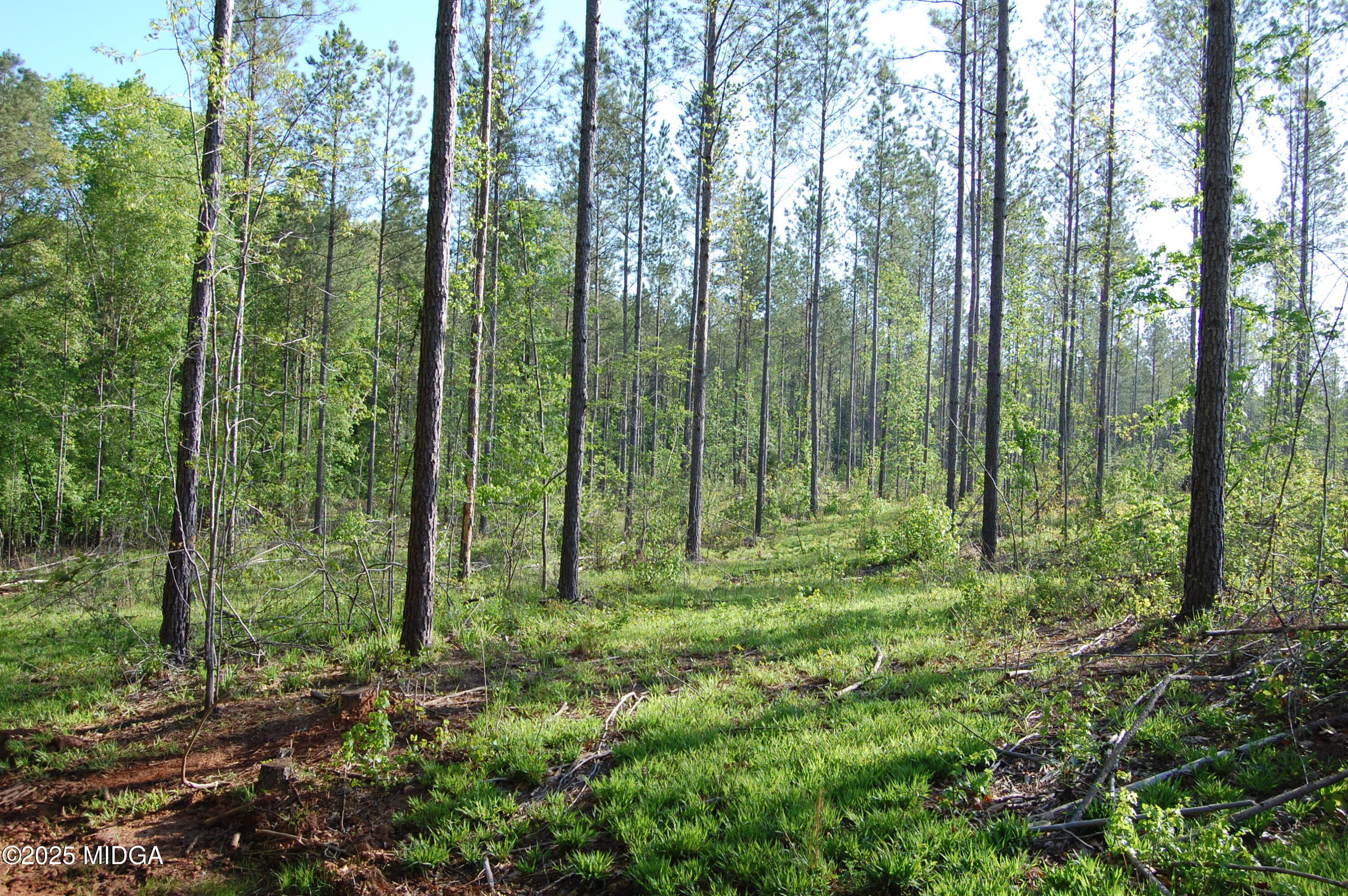 0 Watson Road Forsyth, GA 31029 - Photo 5 of 19 a view of a lush green forest