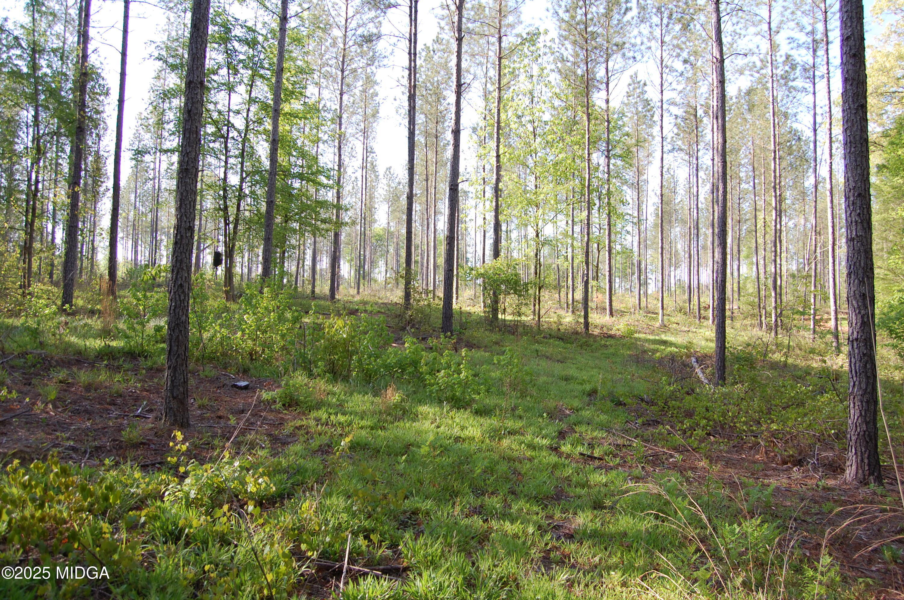 0 Watson Road Forsyth, GA 31029 - Photo 6 of 19 a view of backyard with green space