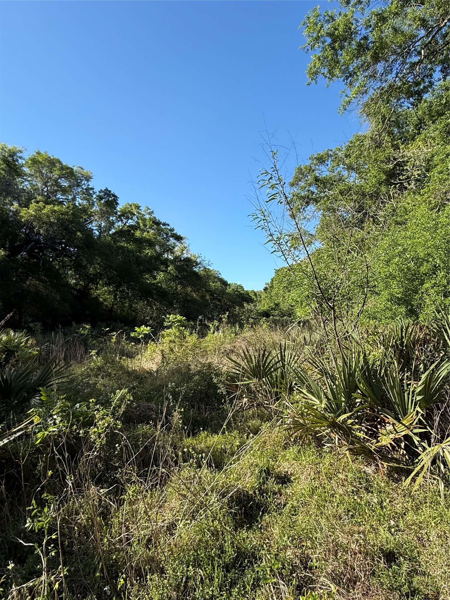 281 Rd Sargent Tx 77414 Road Sargent, TX 77414 - Photo 18 of 23 a view of a bunch of trees and bushes