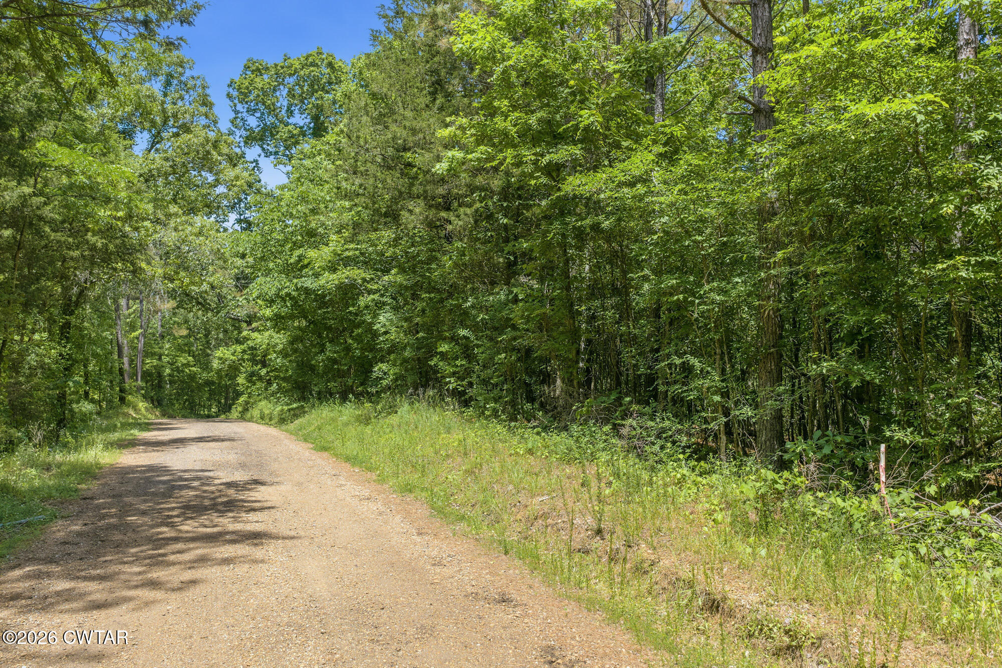 0 Gately Road Somerville, TN 38068 - Photo 8 of 17 a view of a yard with plants and large trees
