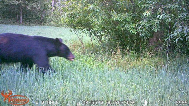 21210 West 12 Mile Road Wellston, MI 49689 - Photo 18 of 25 Hunting 5