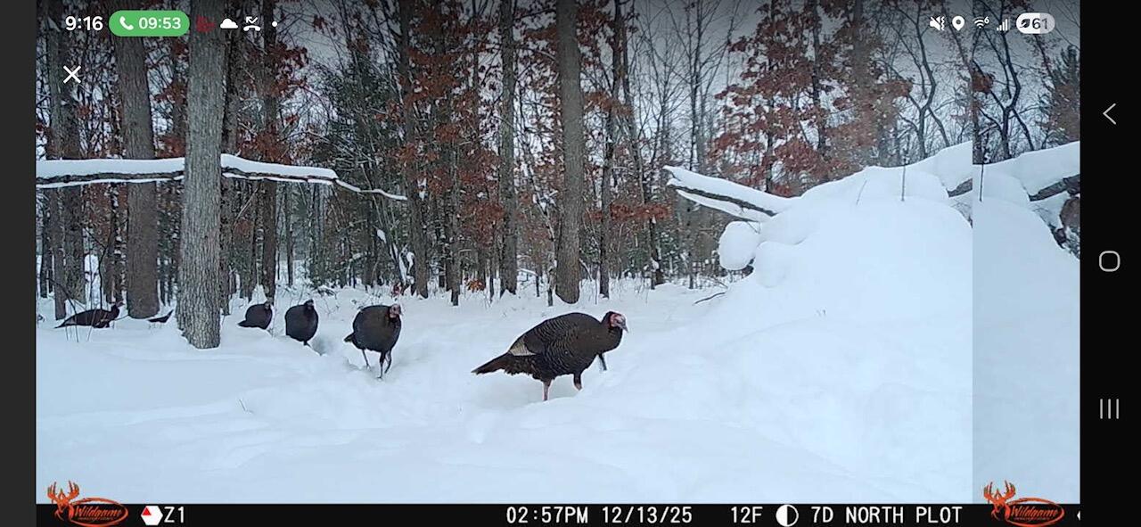 21210 West 12 Mile Road Wellston, MI 49689 - Photo 22 of 25 Hunting 9