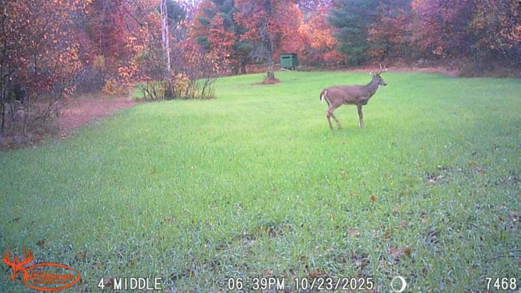 21210 West 12 Mile Road Wellston, MI 49689 - Photo 24 of 25 Hunting 11