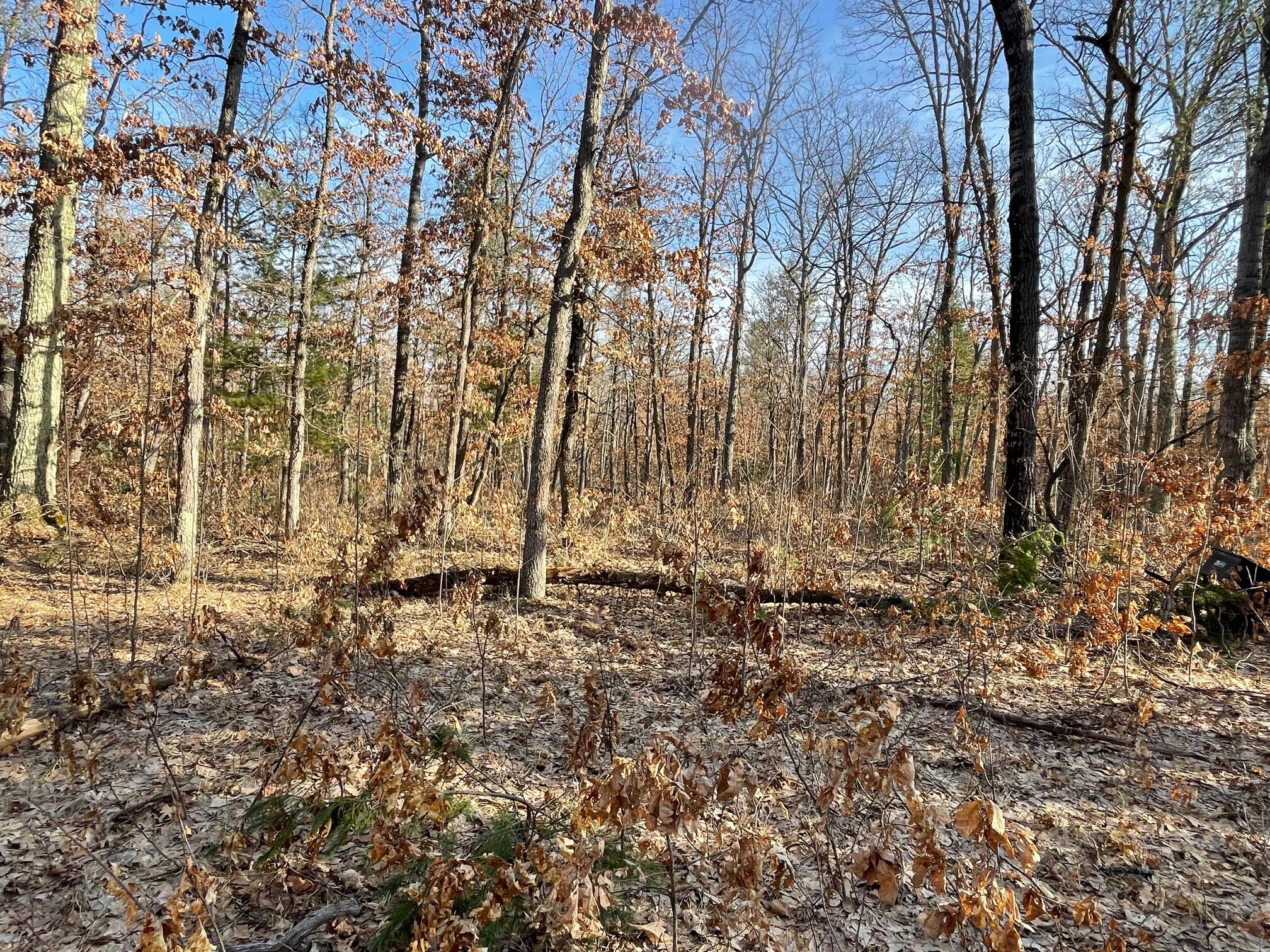 21210 West 12 Mile Road Wellston, MI 49689 - Photo 5 of 12 IMG_0102