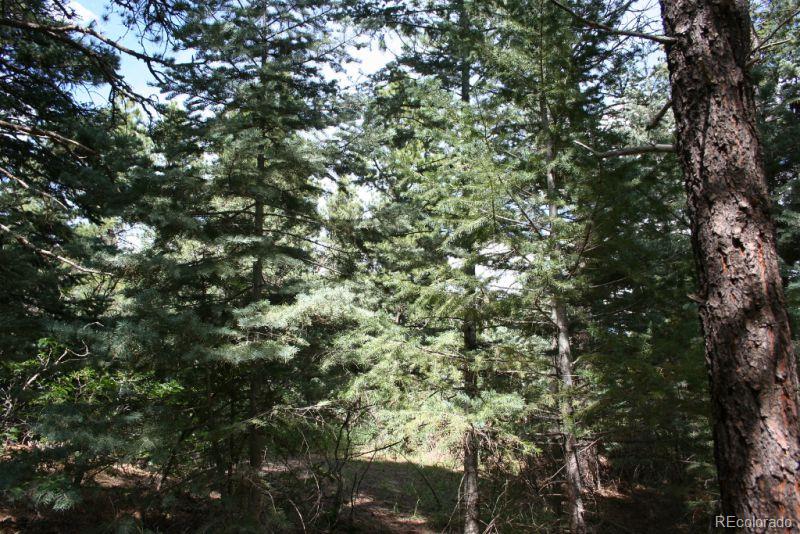 Arnold Lane Rye, CO 81069 - Photo 1 of 12 a view of a tree in a yard