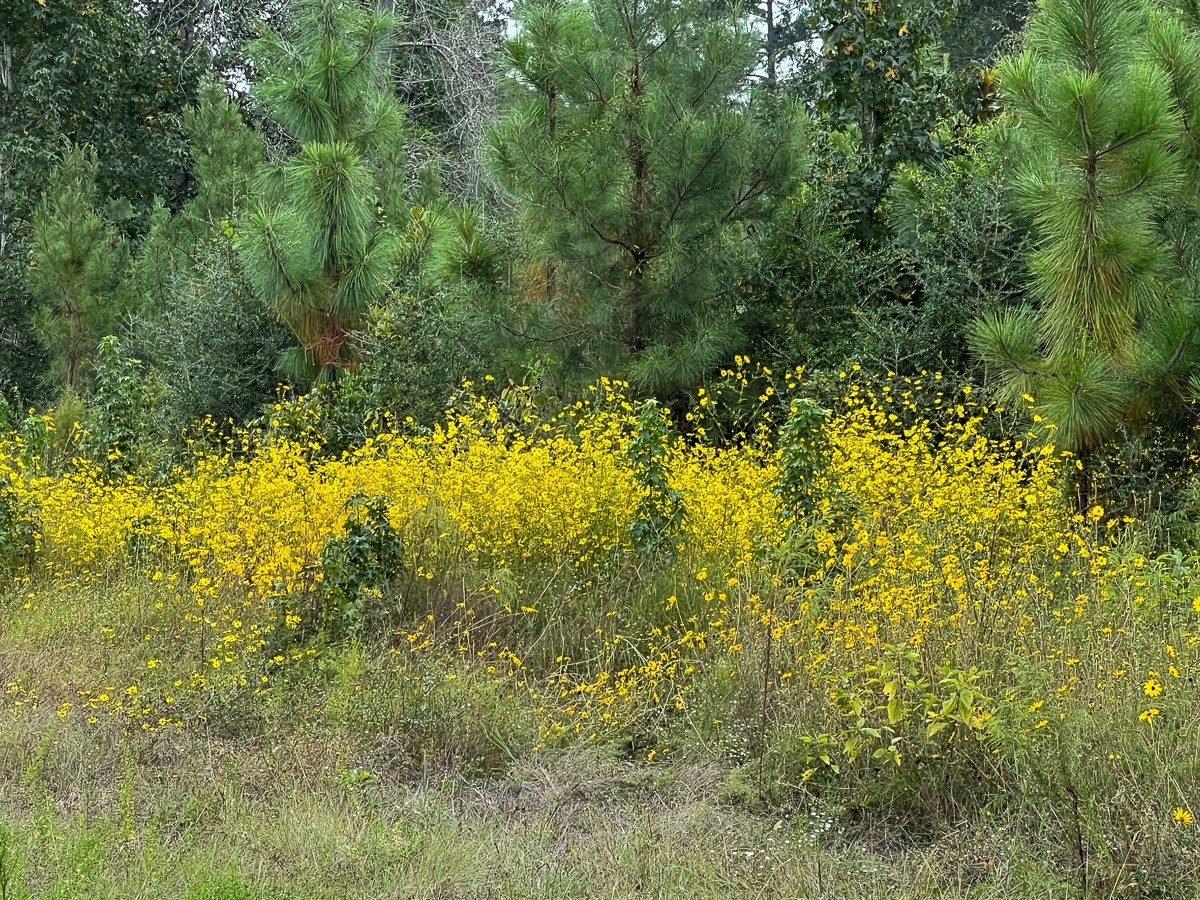2 Fm 1416 Bon Wier, TX 75928 - Photo 15 of 17 a view of a yard with plants and large trees