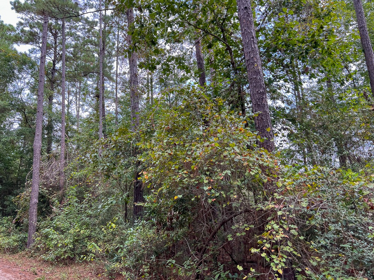 2 Fm 1416 Bon Wier, TX 75928 - Photo 9 of 17 a view of a forest with lots of trees