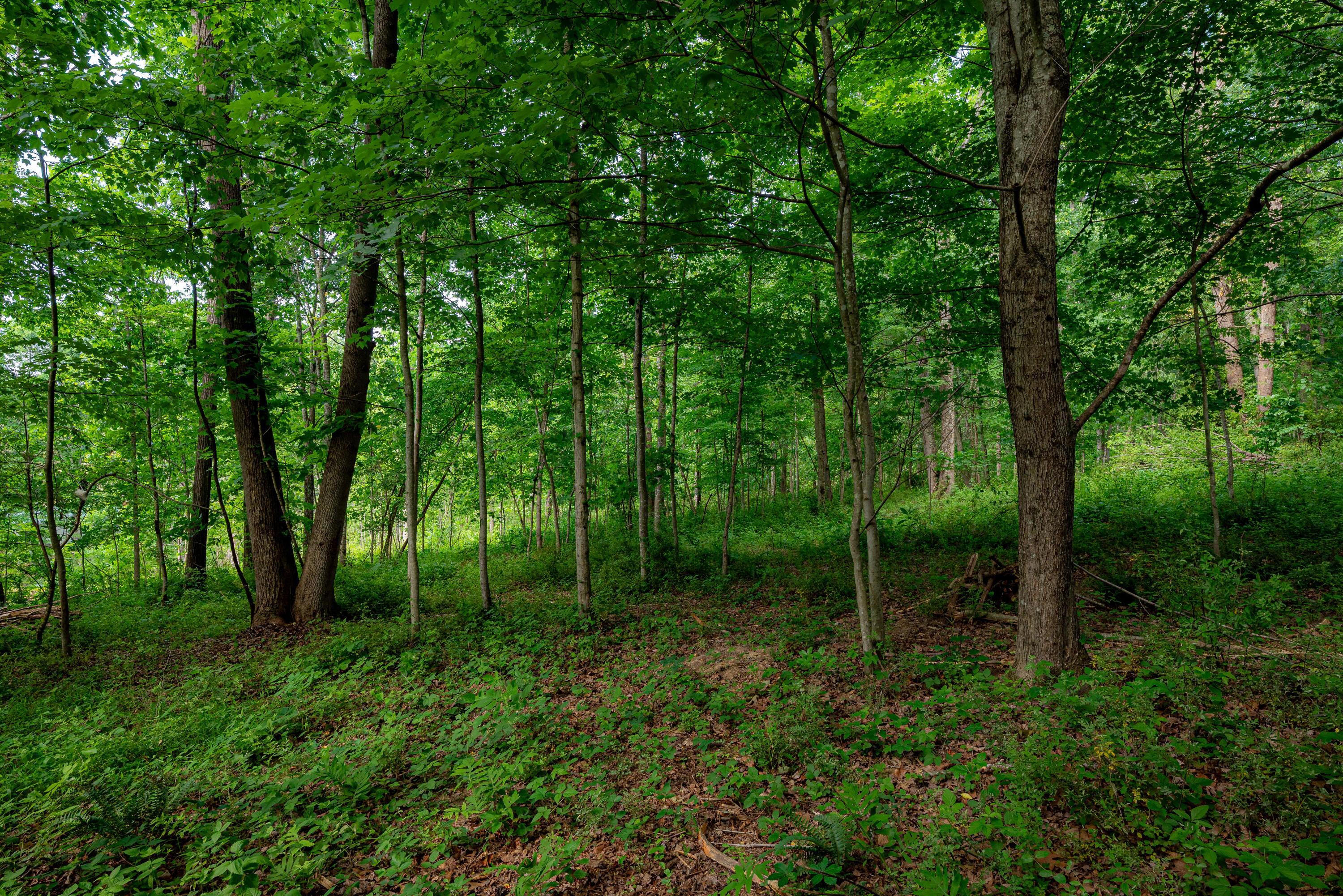 462 Hartsook Road Vinton, OH 45686 - Photo 58 of 60 Cabin13