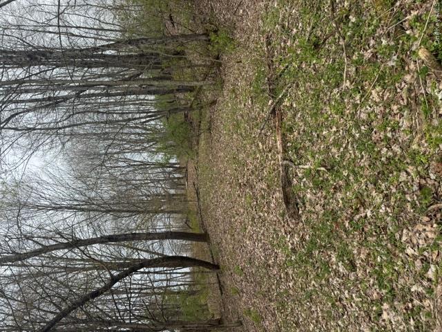 Lot 4 Shaver Hill Road Meridale, NY 13806 - Photo 4 of 45 Gallery Image 4