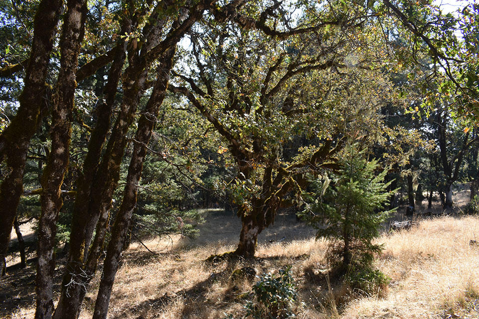 160-ac Bluff Creek Road Zenia, CA 95595 - Photo 1 of 11