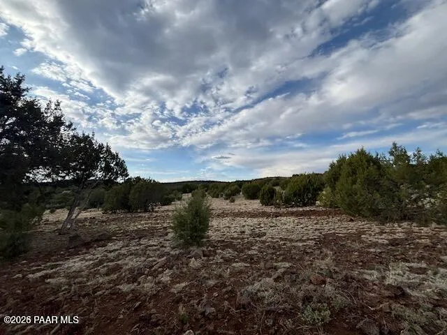 a view of a field with lots of trees