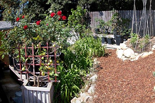 711 Moreno Road Santa Barbara, CA 93103 - Photo 15 of 18 a picture of flowers