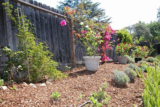 711 Moreno Road Santa Barbara, CA 93103 - Photo 17 of 18 a view of a backyard with garden