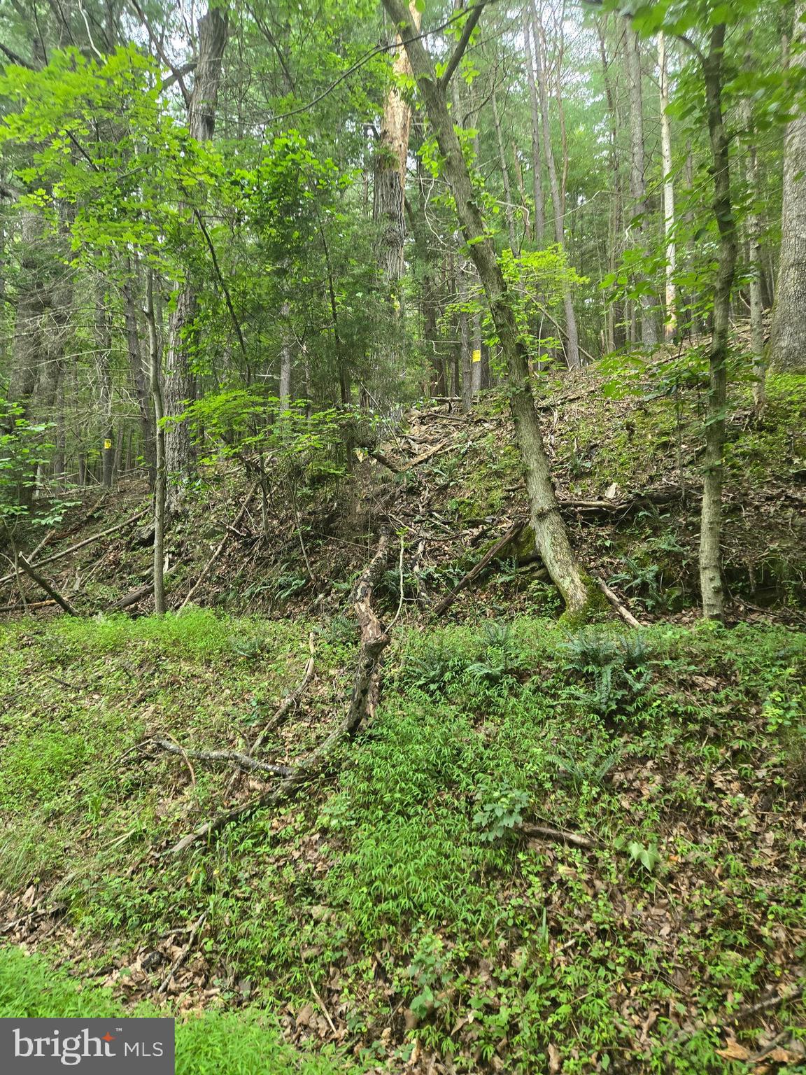 Mountain Run Road Berkeley Springs, WV 25411 - Photo 4 of 8 a view of a lush green forest