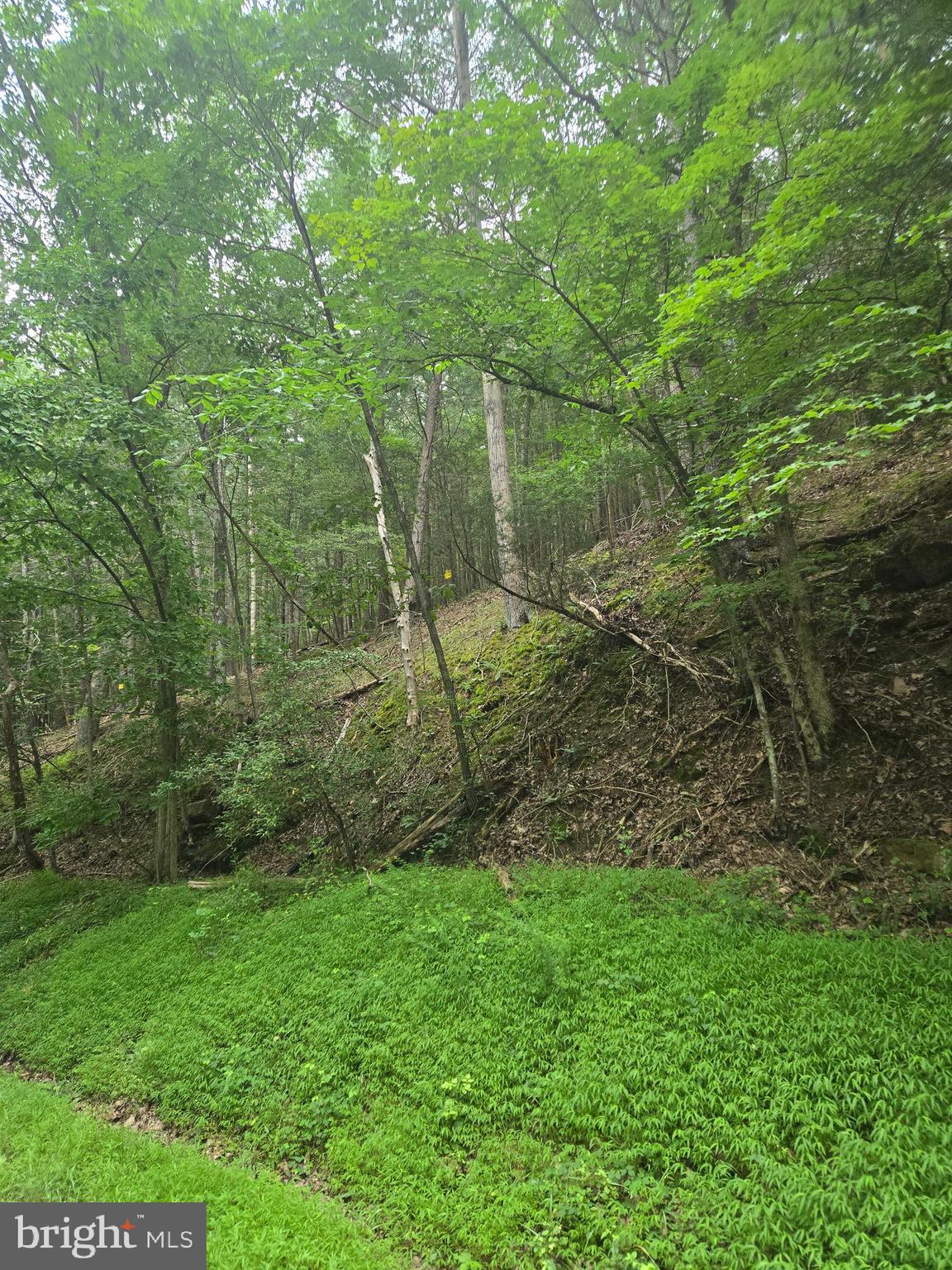 Mountain Run Road Berkeley Springs, WV 25411 - Photo 8 of 8 a view of a yard
