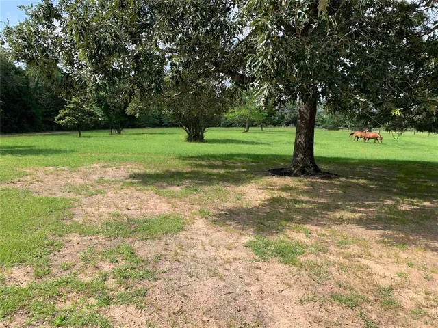 a view of a tree in a park