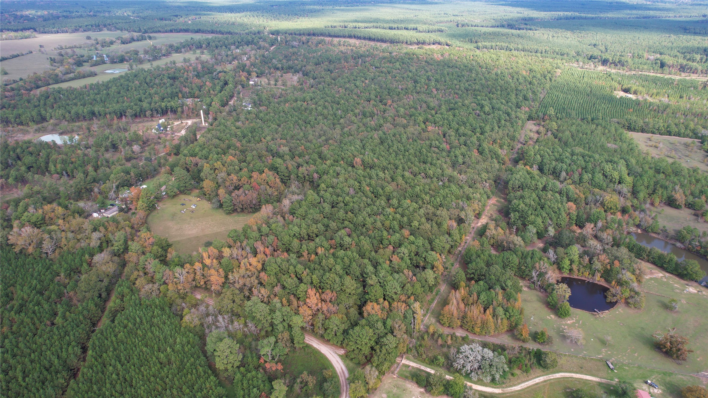 a view of a forest with a lake