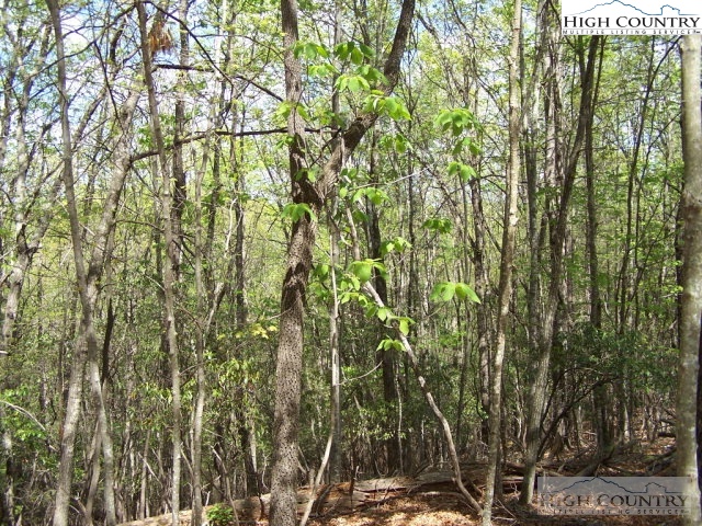 Elk Ridge Road Deep Gap, NC 28618 - Photo 20 of 47 a backyard of a house with lots of green space