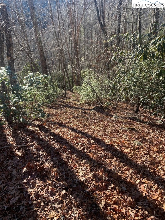 Elk Ridge Road Deep Gap, NC 28618 - Photo 4 of 47 a view of a large tree