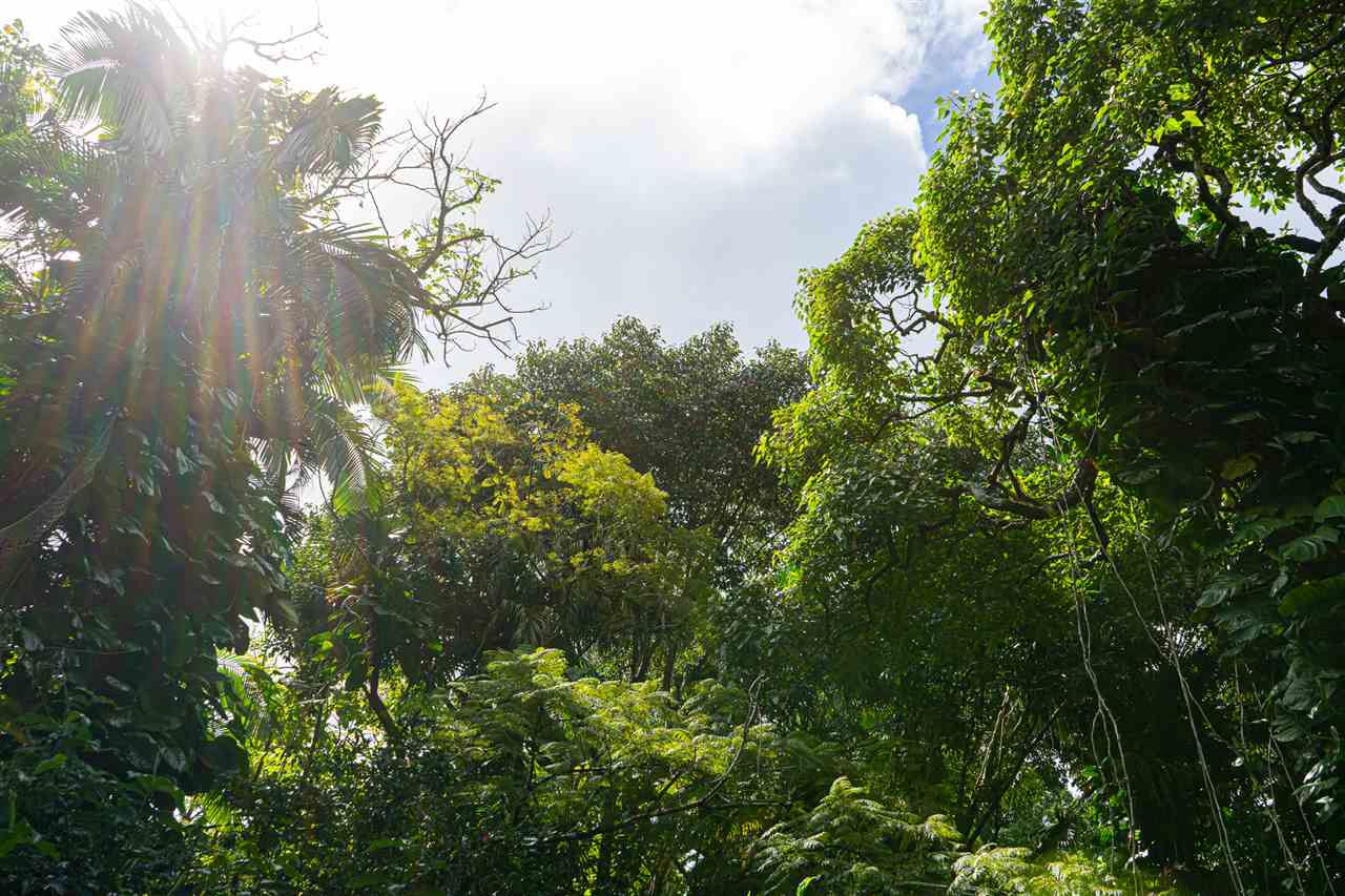772 Lower Nahiku Road Hana, HI 96713 - Photo 12 of 20 a view of a lush green forest