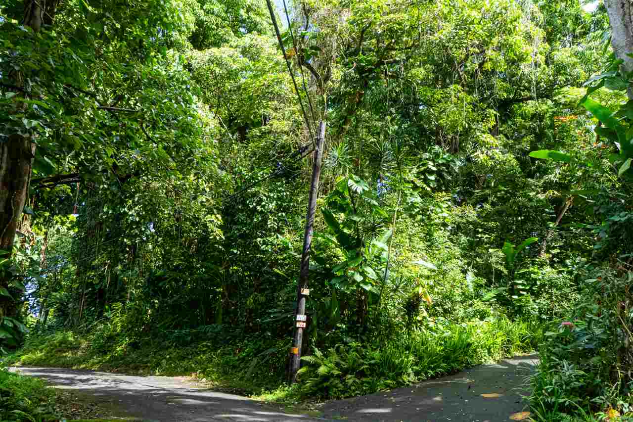 772 Lower Nahiku Road Hana, HI 96713 - Photo 8 of 20 a view of a lush green forest