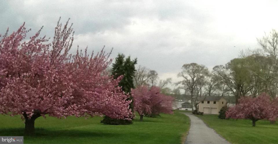 533 Stoney Battery Road Earleville, MD 21919 - Photo 28 of 29 Tree Lined Drive